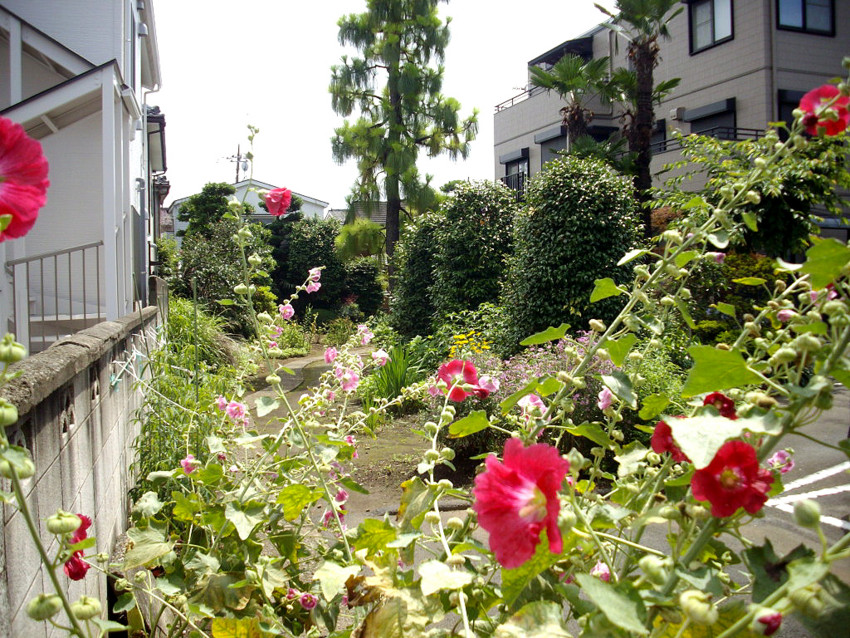 f:id:blepharisma:20091125095811j:image