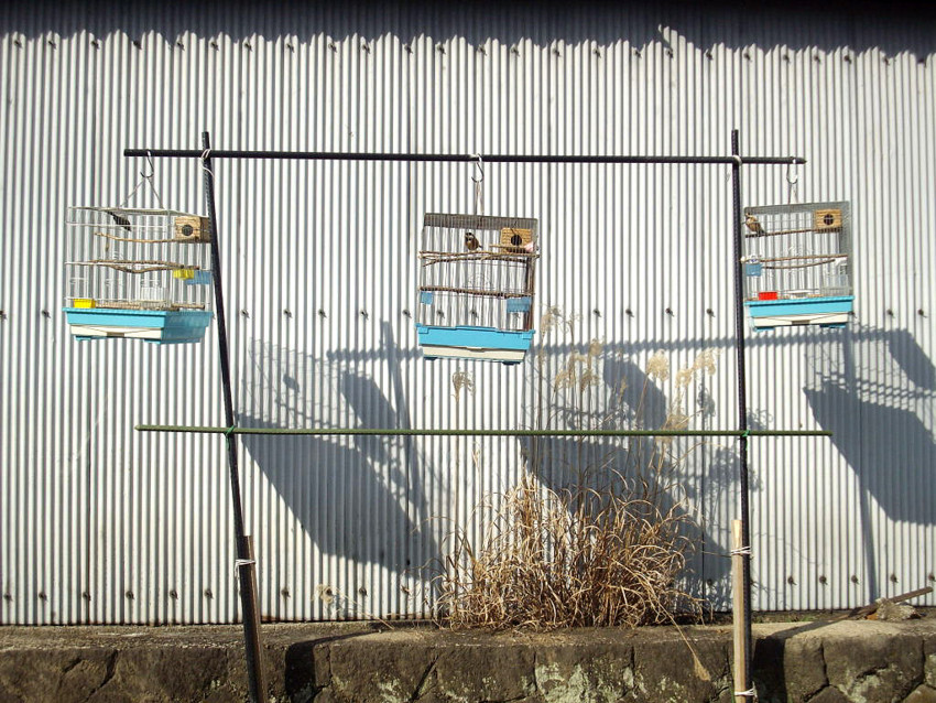 f:id:blepharisma:20091129001350j:image