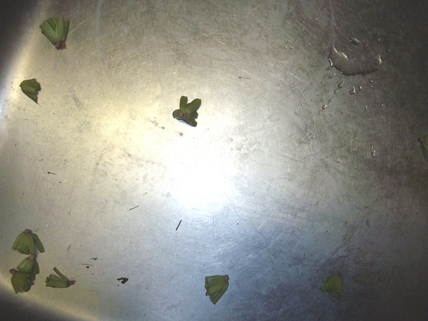 f:id:blepharisma:20091203001128j:image