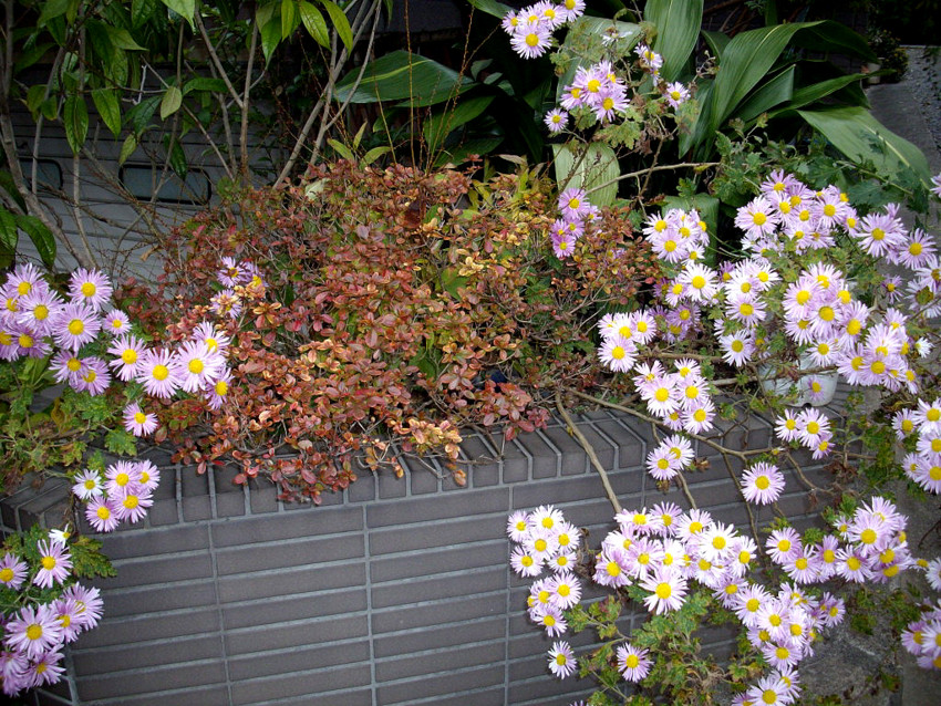 f:id:blepharisma:20091204110826j:image
