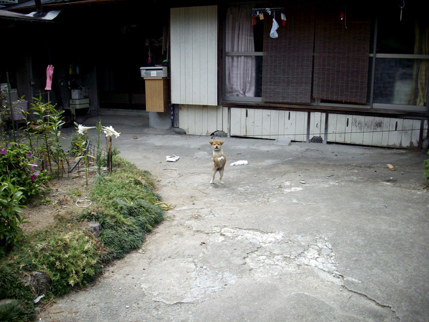 f:id:blepharisma:20091215005528j:image