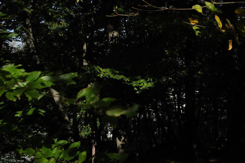 f:id:blepharisma:20100524005504j:image
