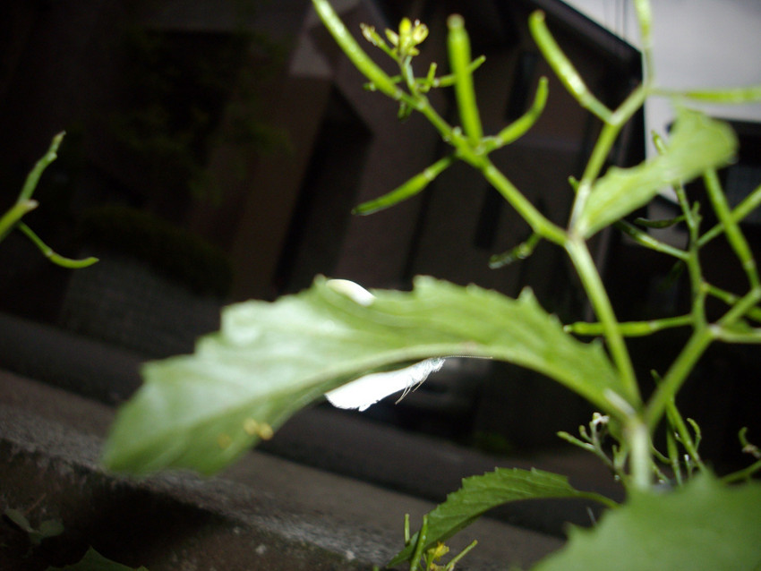 f:id:blepharisma:20100716001206j:image
