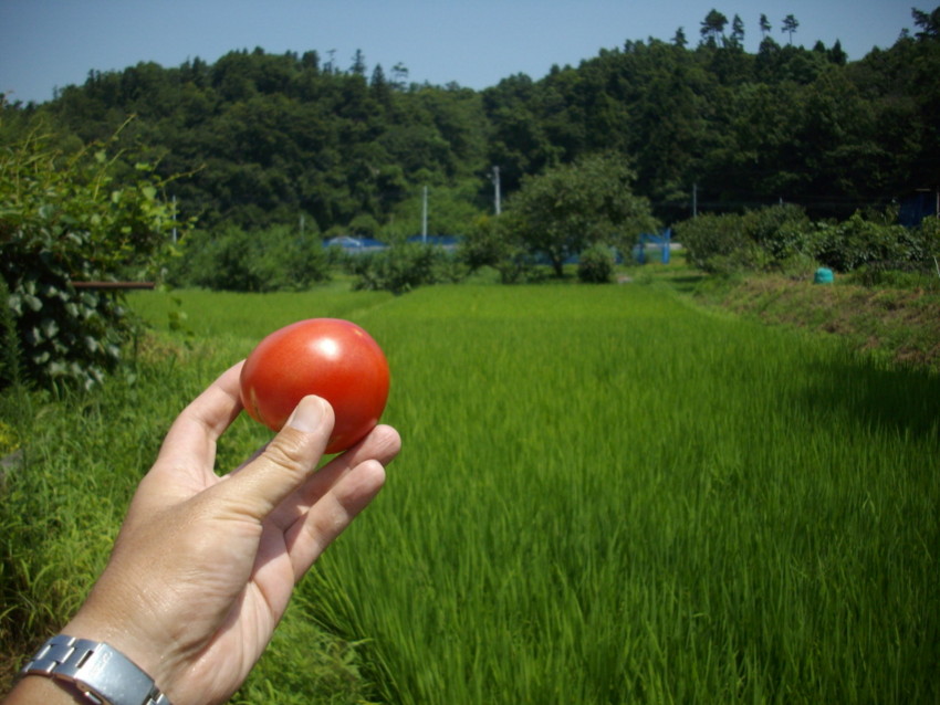 f:id:blepharisma:20100806175703j:image