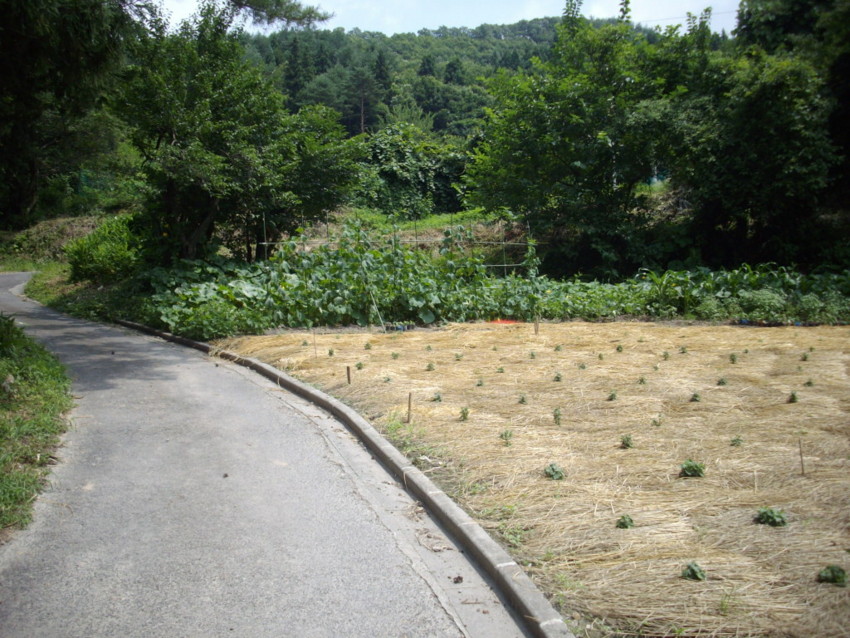 f:id:blepharisma:20100806175706j:image