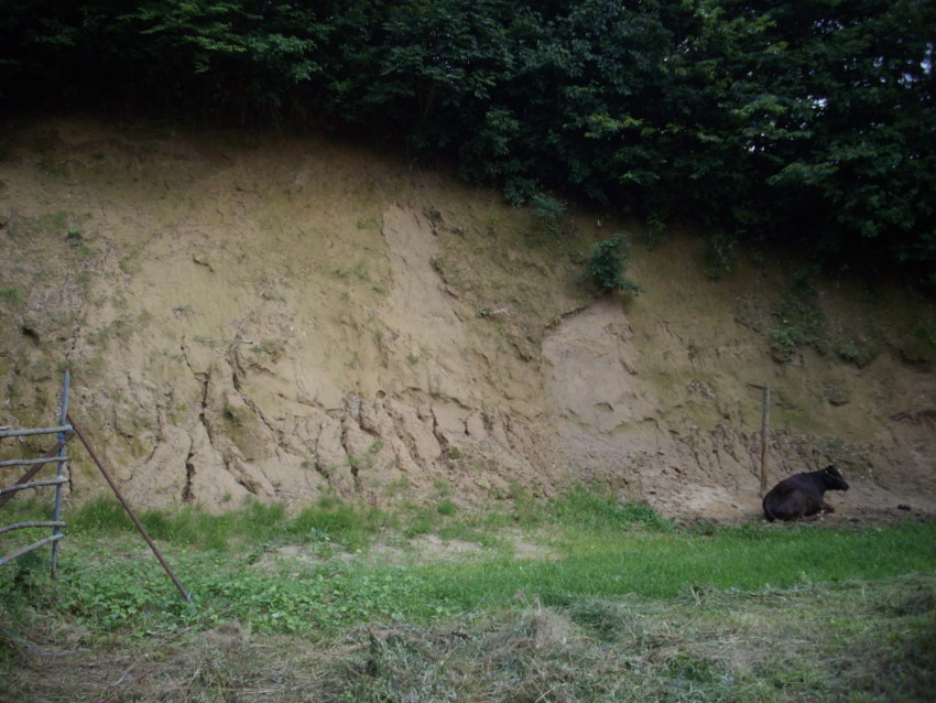 f:id:blepharisma:20100806175710j:image