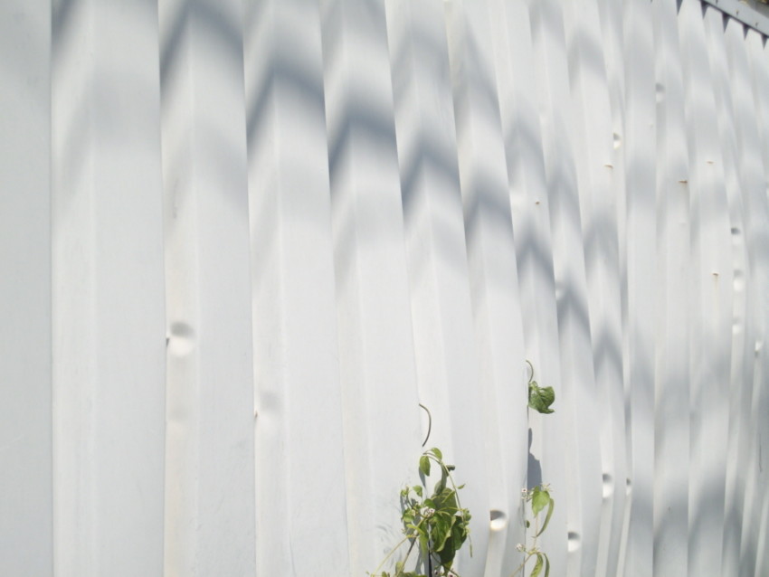 f:id:blepharisma:20100806175720j:image