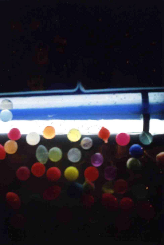 f:id:blepharisma:20101110212158j:image