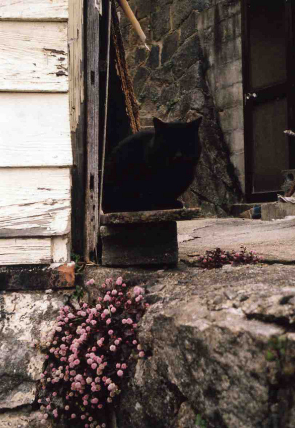 f:id:blepharisma:20110315110148j:image