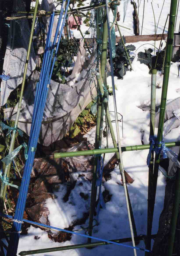f:id:blepharisma:20110518223900j:image