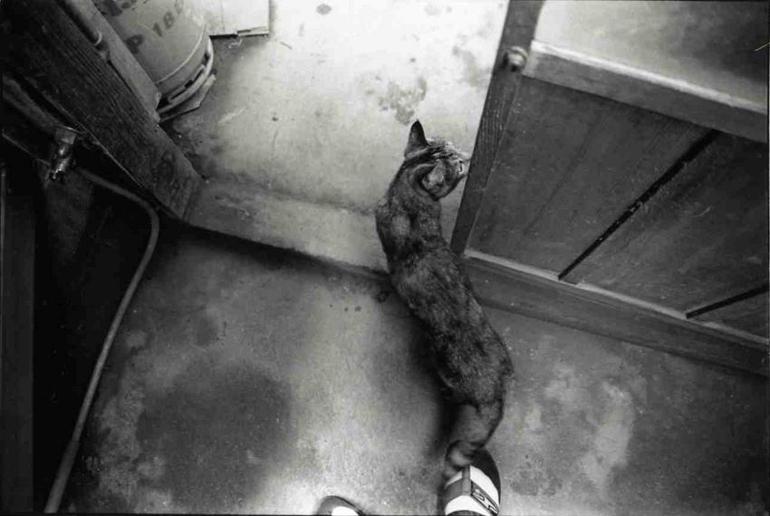 f:id:blepharisma:20110719110926j:image