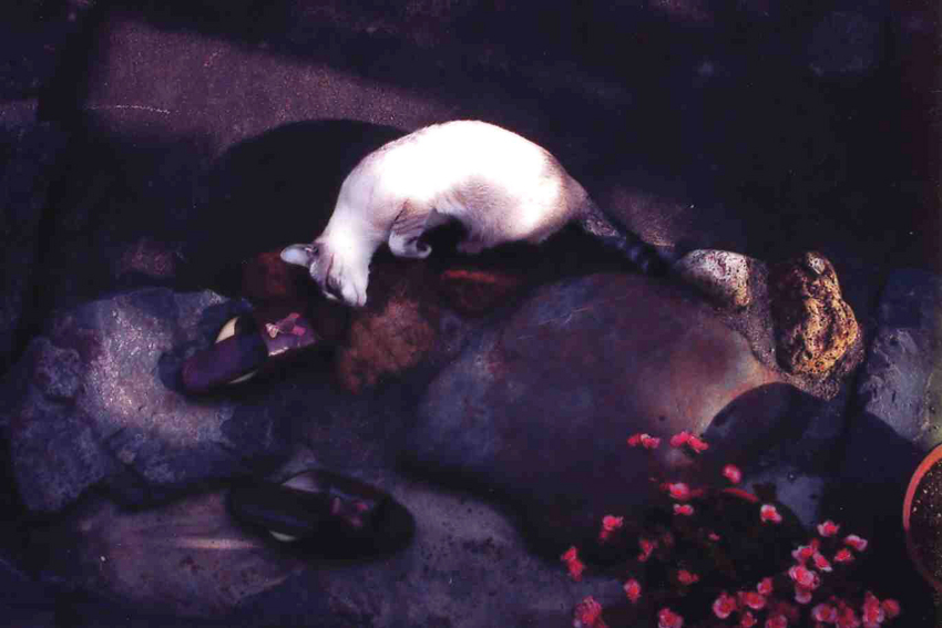 f:id:blepharisma:20110719110936j:image