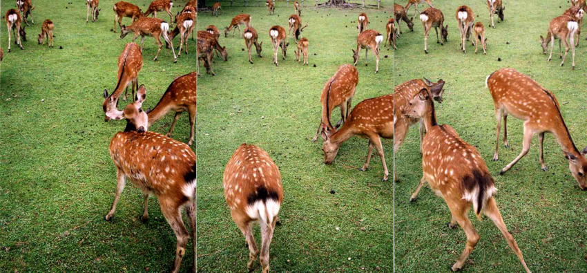 f:id:blepharisma:20111009071619j:image