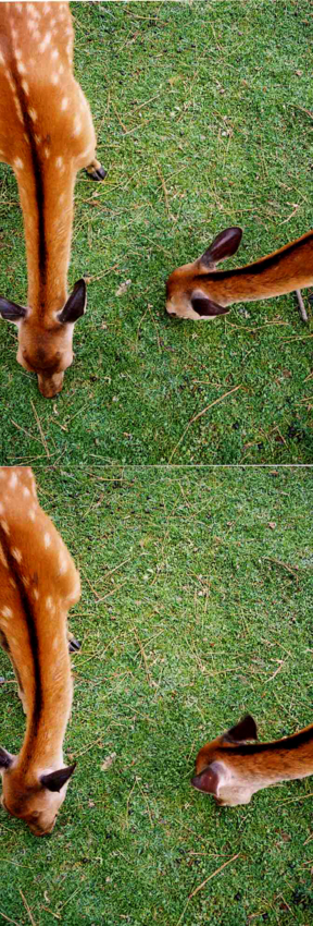 f:id:blepharisma:20111010235323j:image