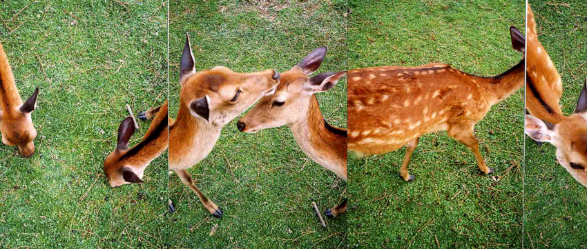 f:id:blepharisma:20111013104010j:image