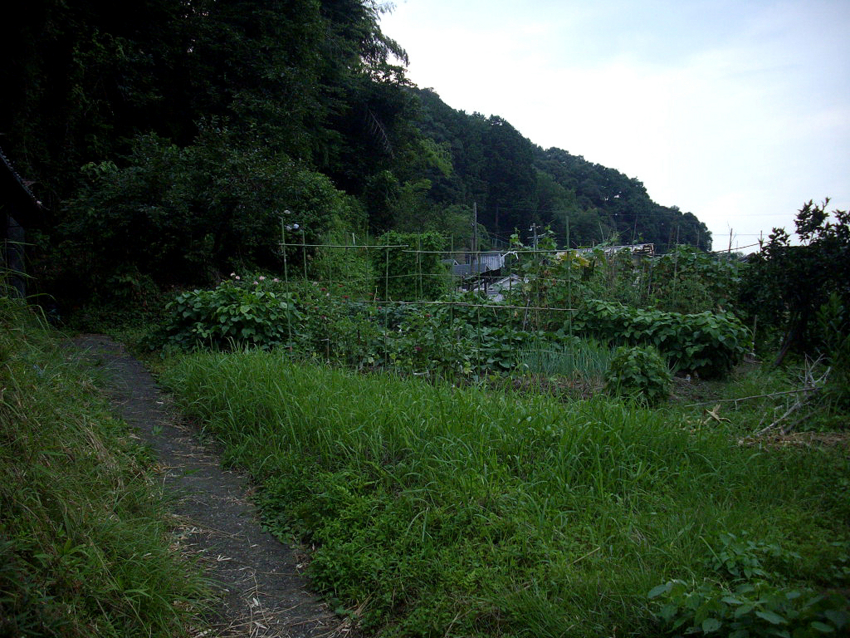 f:id:blepharisma:20111017212425j:image