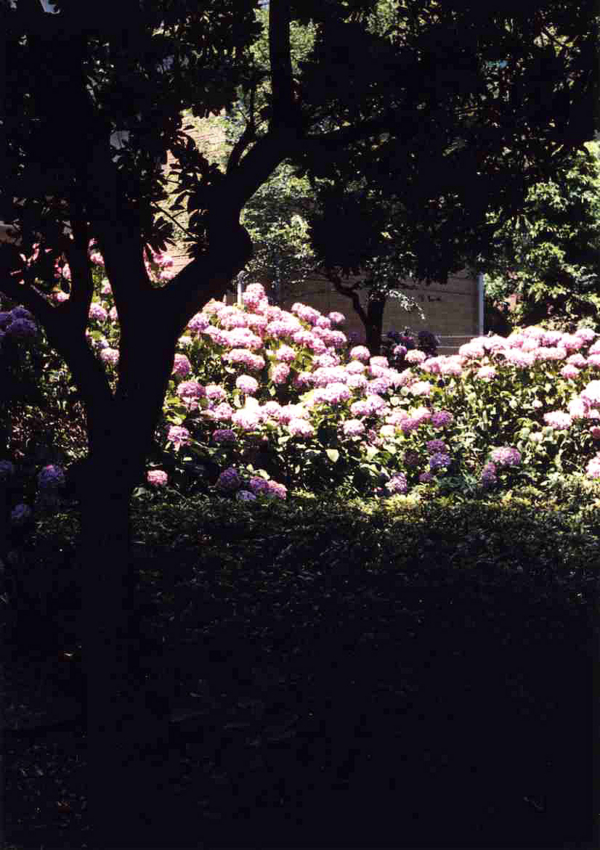 f:id:blepharisma:20111228134051j:image