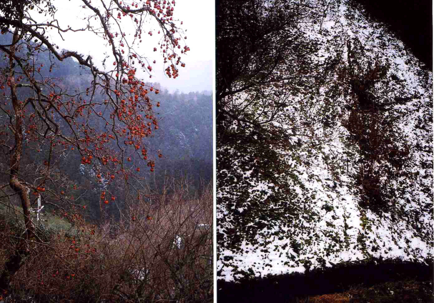 f:id:blepharisma:20120210095851j:image