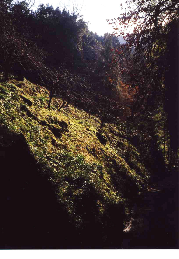 f:id:blepharisma:20120211000632j:image
