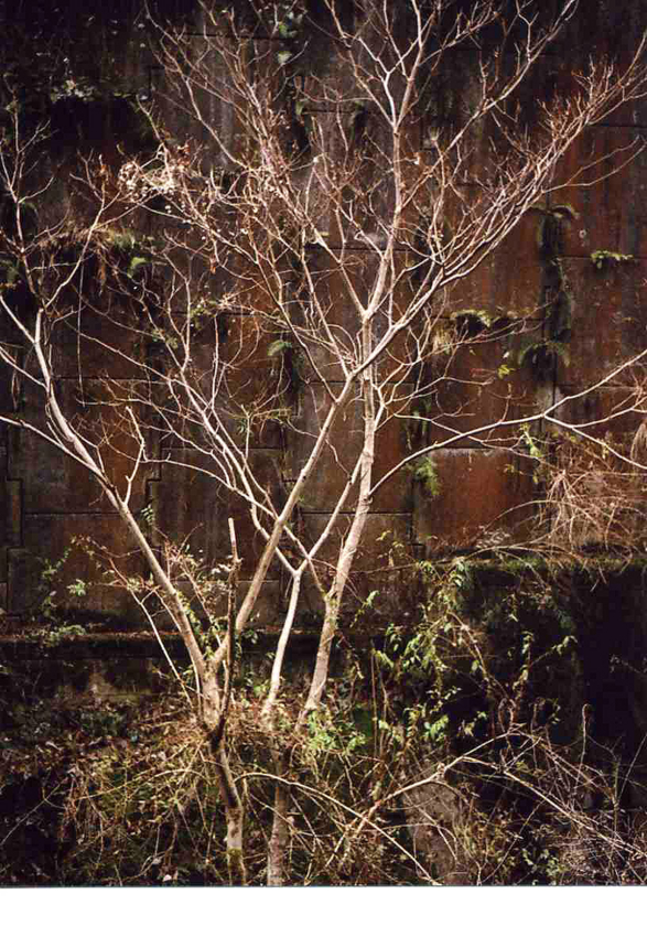 f:id:blepharisma:20120213103934j:image