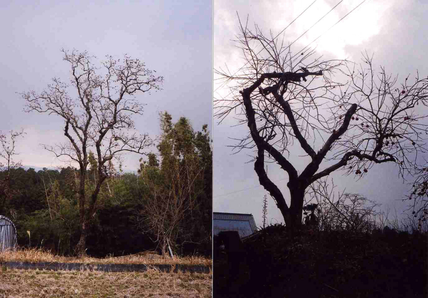 f:id:blepharisma:20120314000436j:image