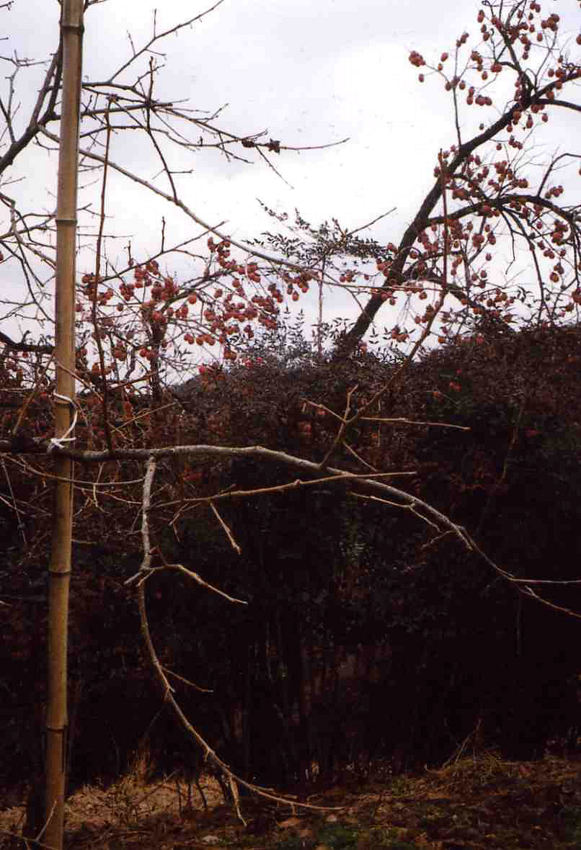 f:id:blepharisma:20120319153120j:image