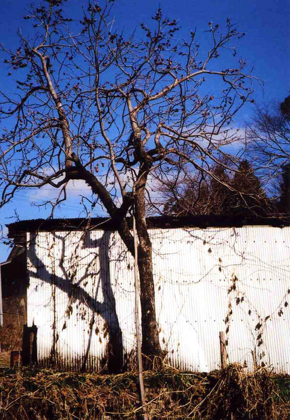 f:id:blepharisma:20120320000150j:image