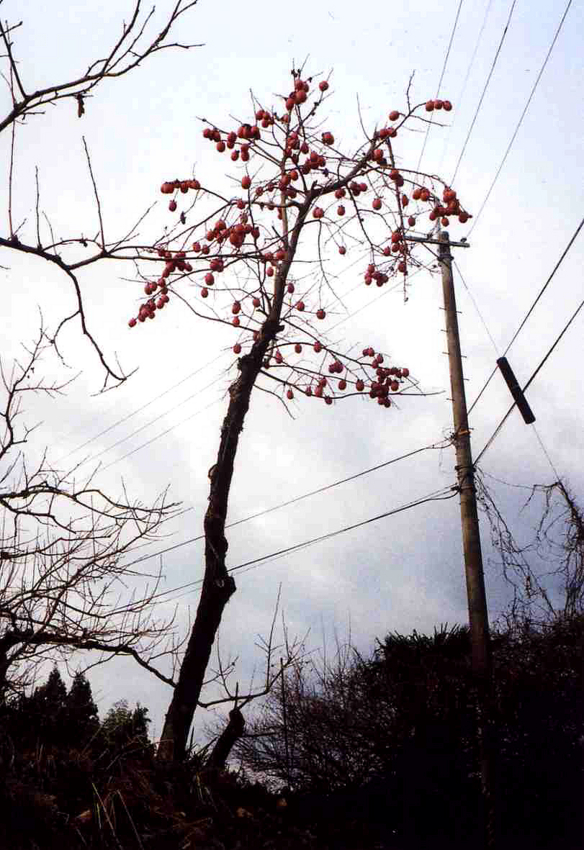 f:id:blepharisma:20120322095820j:image