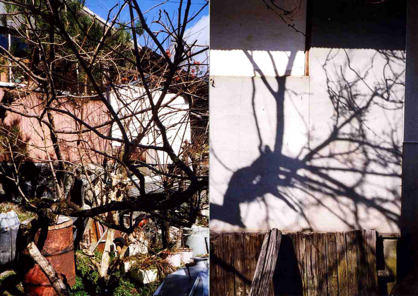 f:id:blepharisma:20120325091323j:image