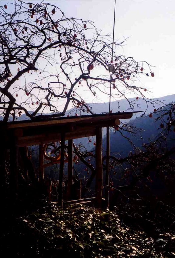 f:id:blepharisma:20120407101132j:image