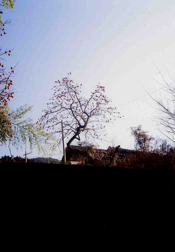 f:id:blepharisma:20120408120534j:image