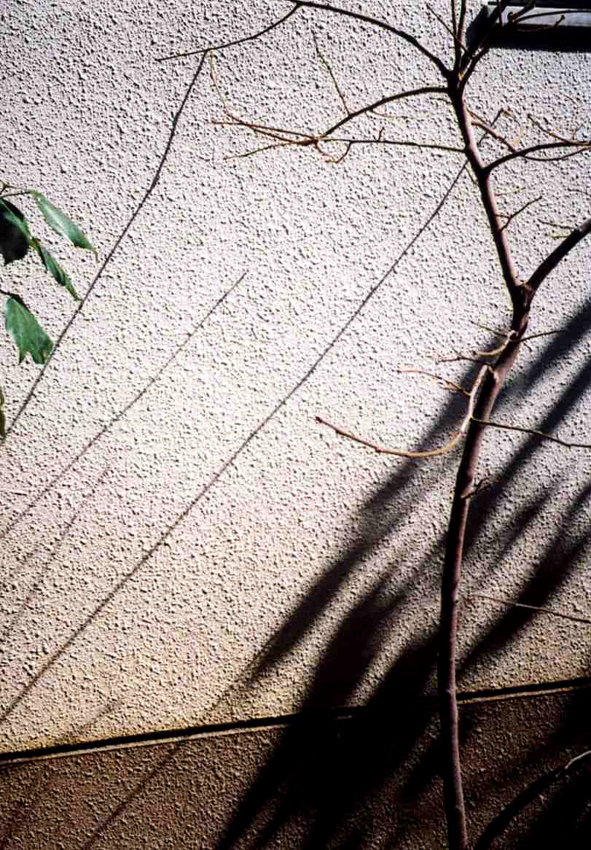 f:id:blepharisma:20120429060043j:image