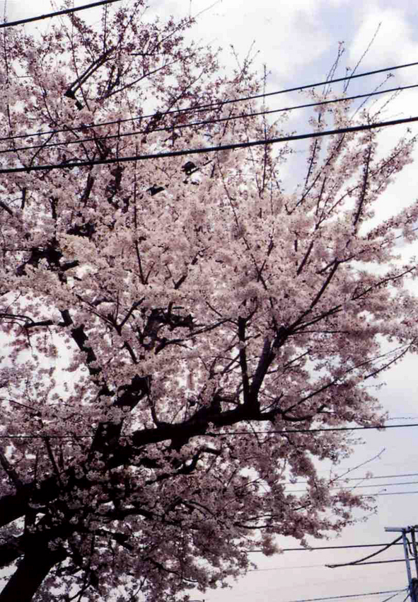 f:id:blepharisma:20120506084718j:image