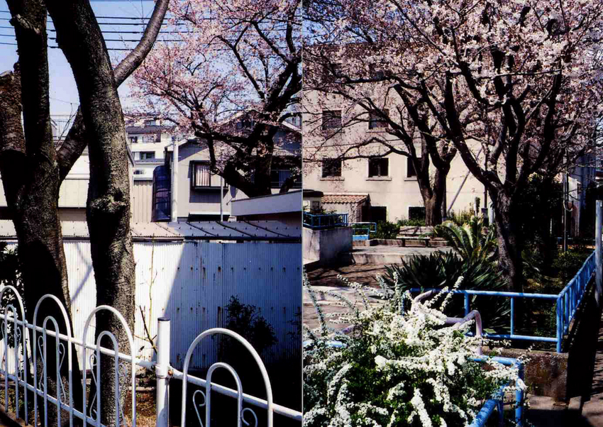 f:id:blepharisma:20120517084714j:image