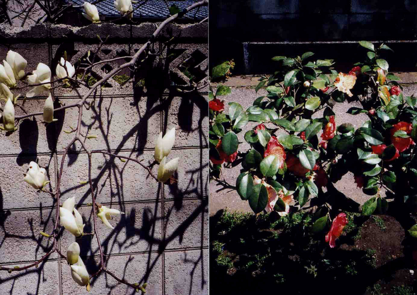f:id:blepharisma:20120522083413j:image