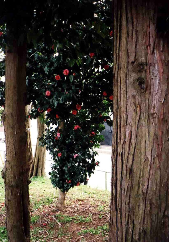 f:id:blepharisma:20120525091025j:image