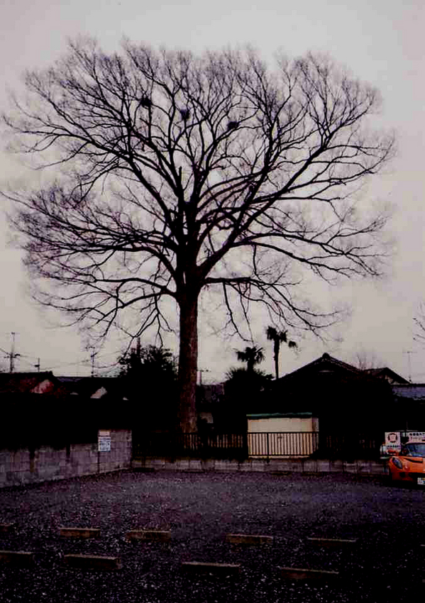 f:id:blepharisma:20120531095526j:image