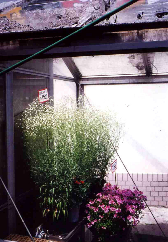 f:id:blepharisma:20120619090855j:image