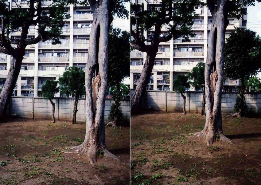 f:id:blepharisma:20120626004307j:image