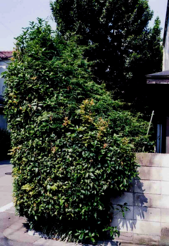 f:id:blepharisma:20120630092310j:image
