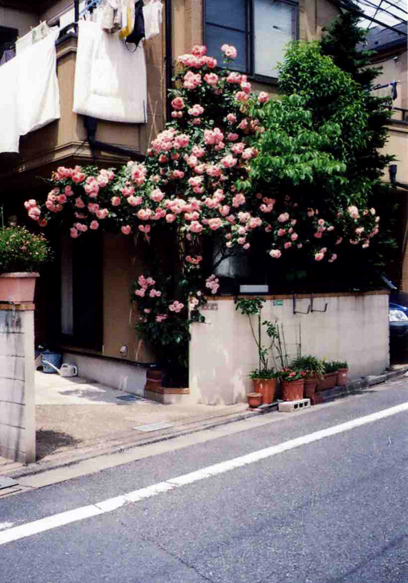 f:id:blepharisma:20120708083235j:image
