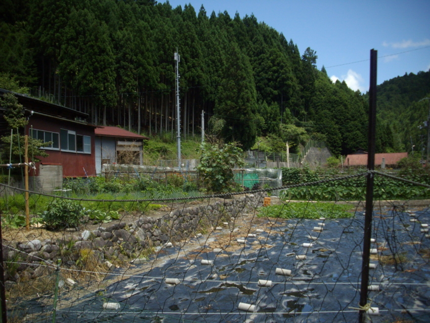 f:id:blepharisma:20120806065148j:image