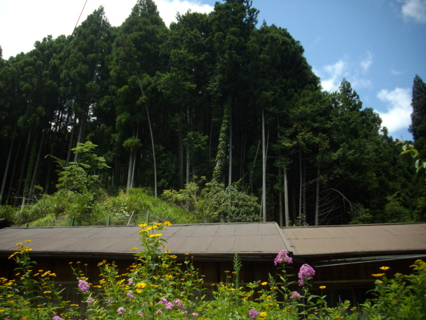 f:id:blepharisma:20120806065150j:image