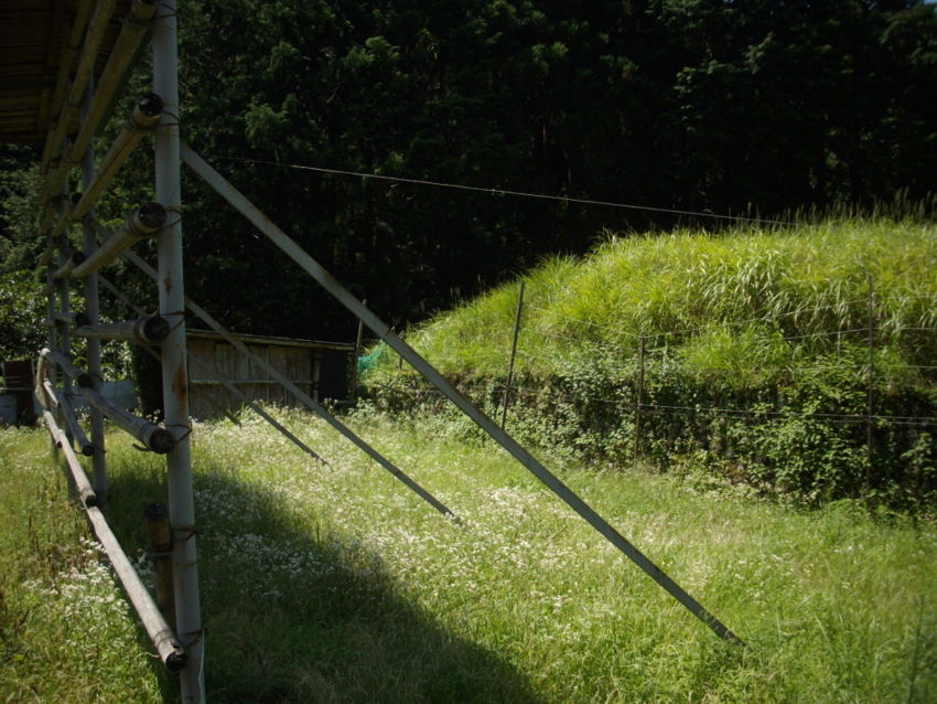 f:id:blepharisma:20120808220417j:image