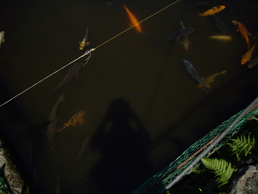f:id:blepharisma:20120808220419j:image