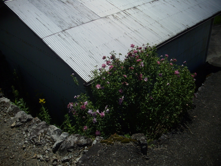 f:id:blepharisma:20120808220424j:image