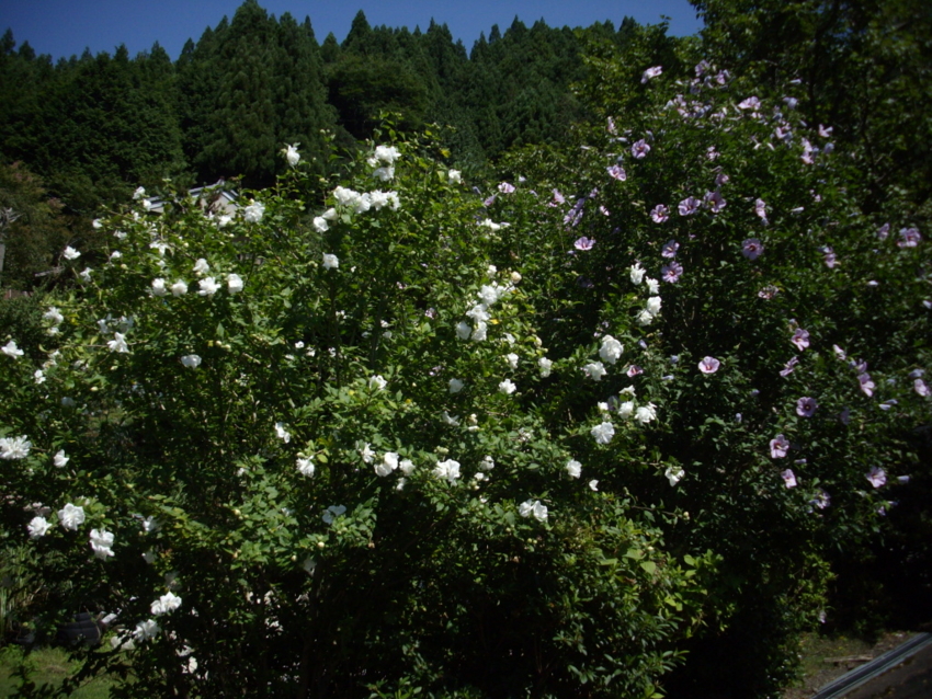 f:id:blepharisma:20120808220428j:image