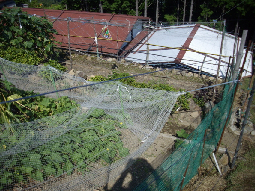 f:id:blepharisma:20120809205610j:image