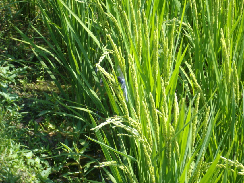 f:id:blepharisma:20120809205614j:image