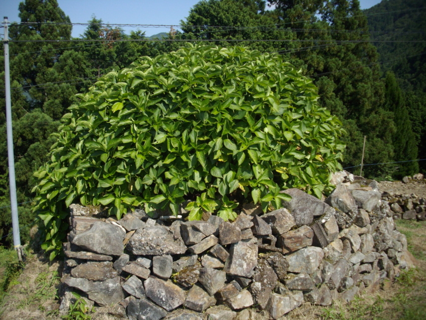 f:id:blepharisma:20120809205616j:image
